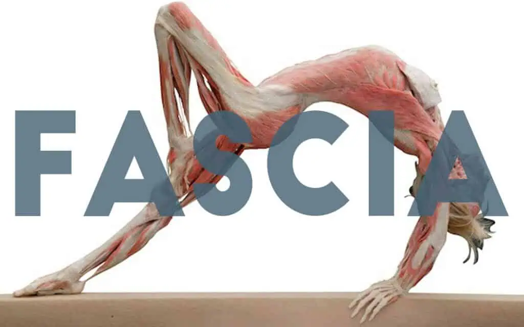 Fascia